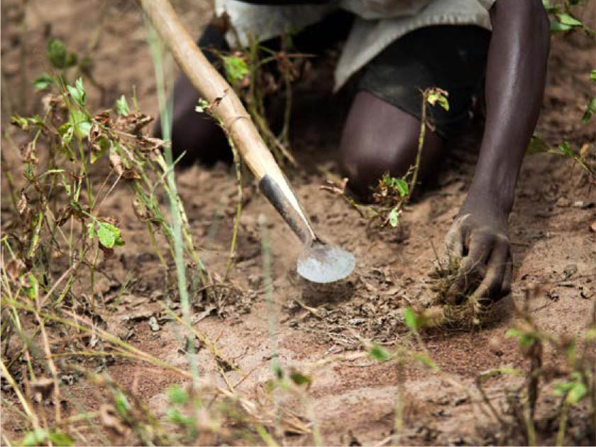 ©FAO/Albert Gonzalez Farran