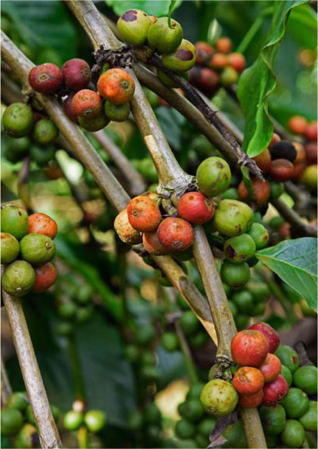 ©FAO/Isaac Kasamani