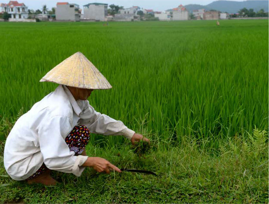 ©FAO/Hoang Dinh Nam