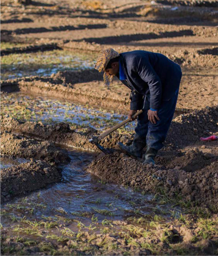 ©FAO/Soliman Ahmed