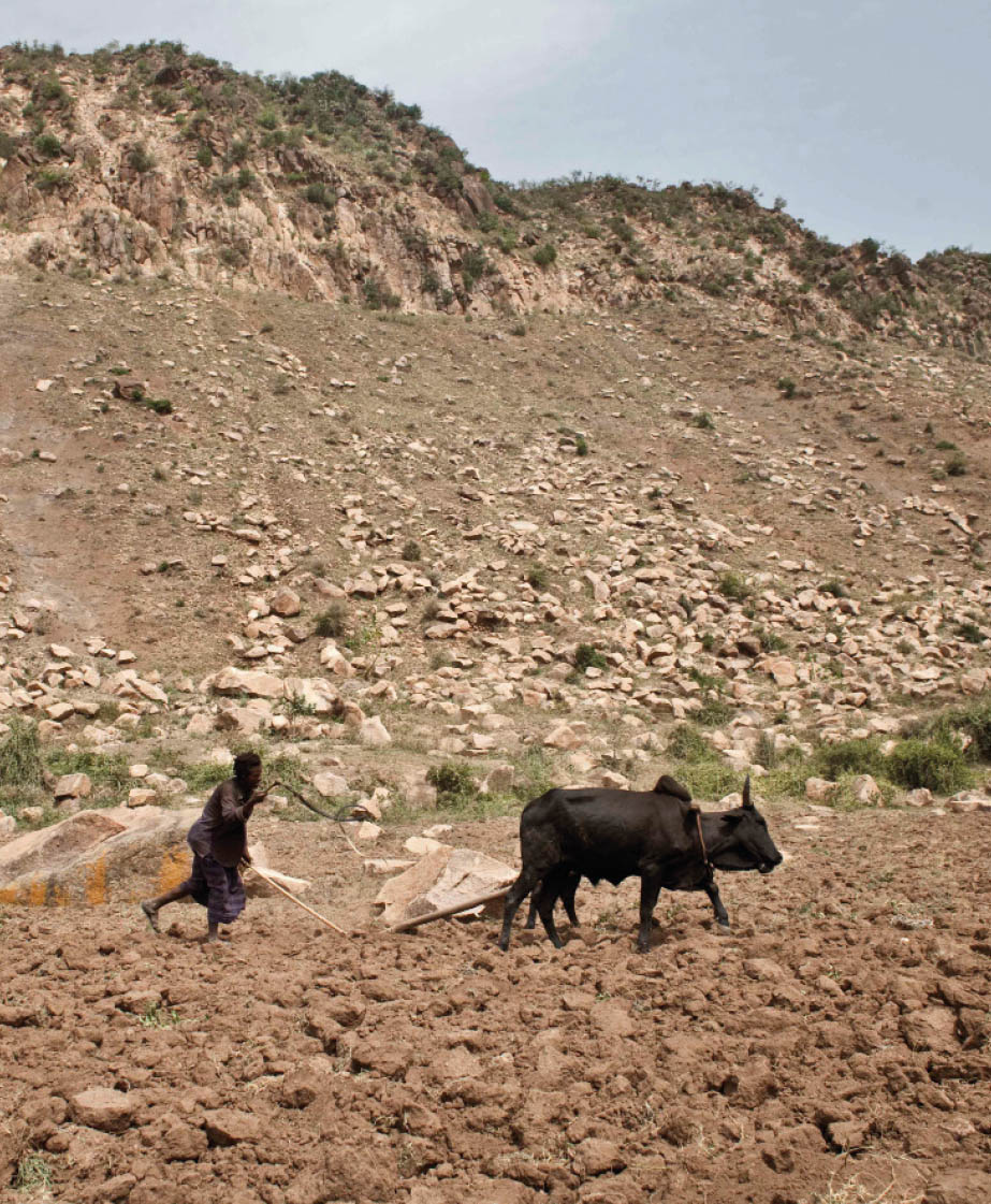 ©FAO/Giulio Napolitano