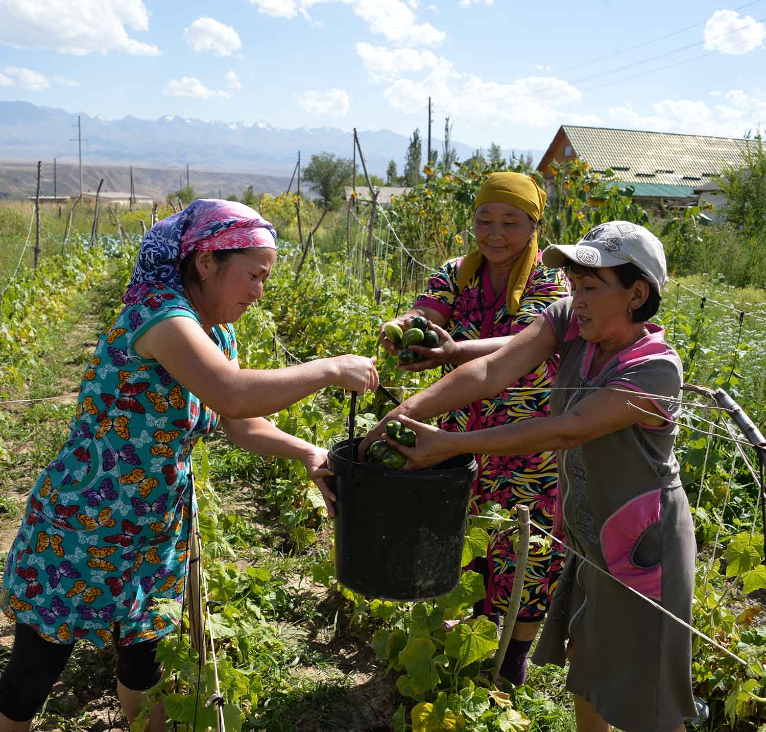 KYRGYZSTAN - Rural women harvesting their crops. 