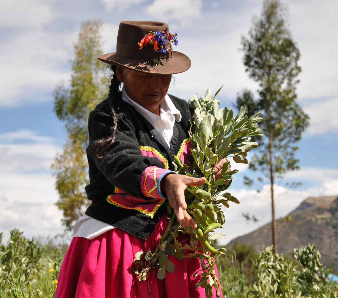 PERU – A rural woman in the field tending her crops