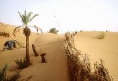 Fencing against shifting sand at Zer-El-Ghibli oasis©I. Balderi - FAO