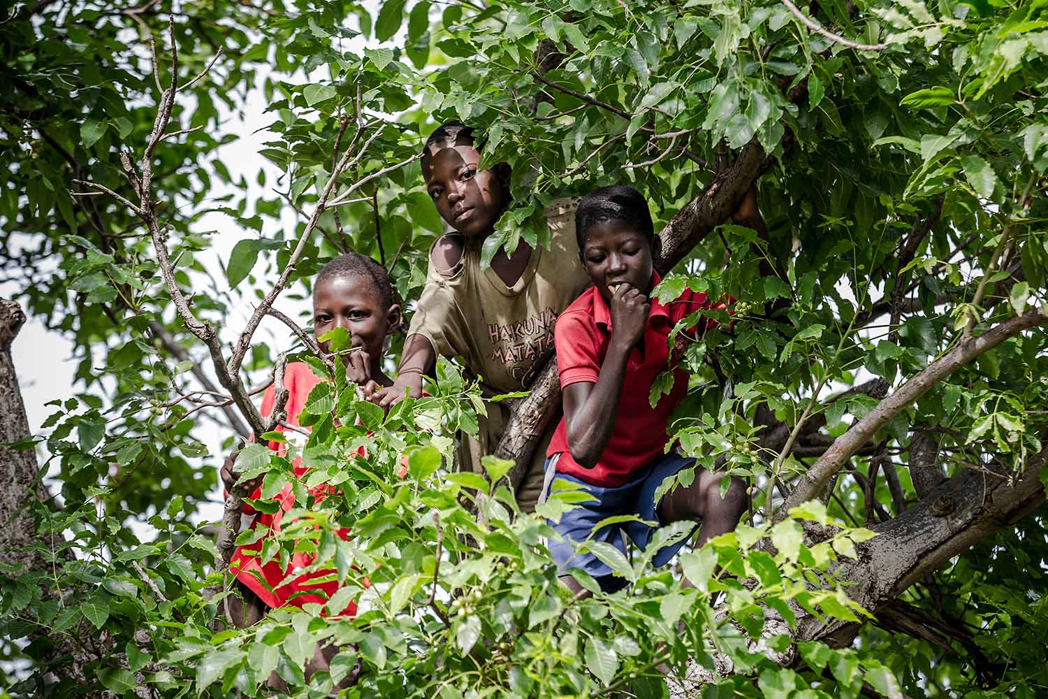 Three Ghanaian children aged around ten smile from behind the branches of  a tree