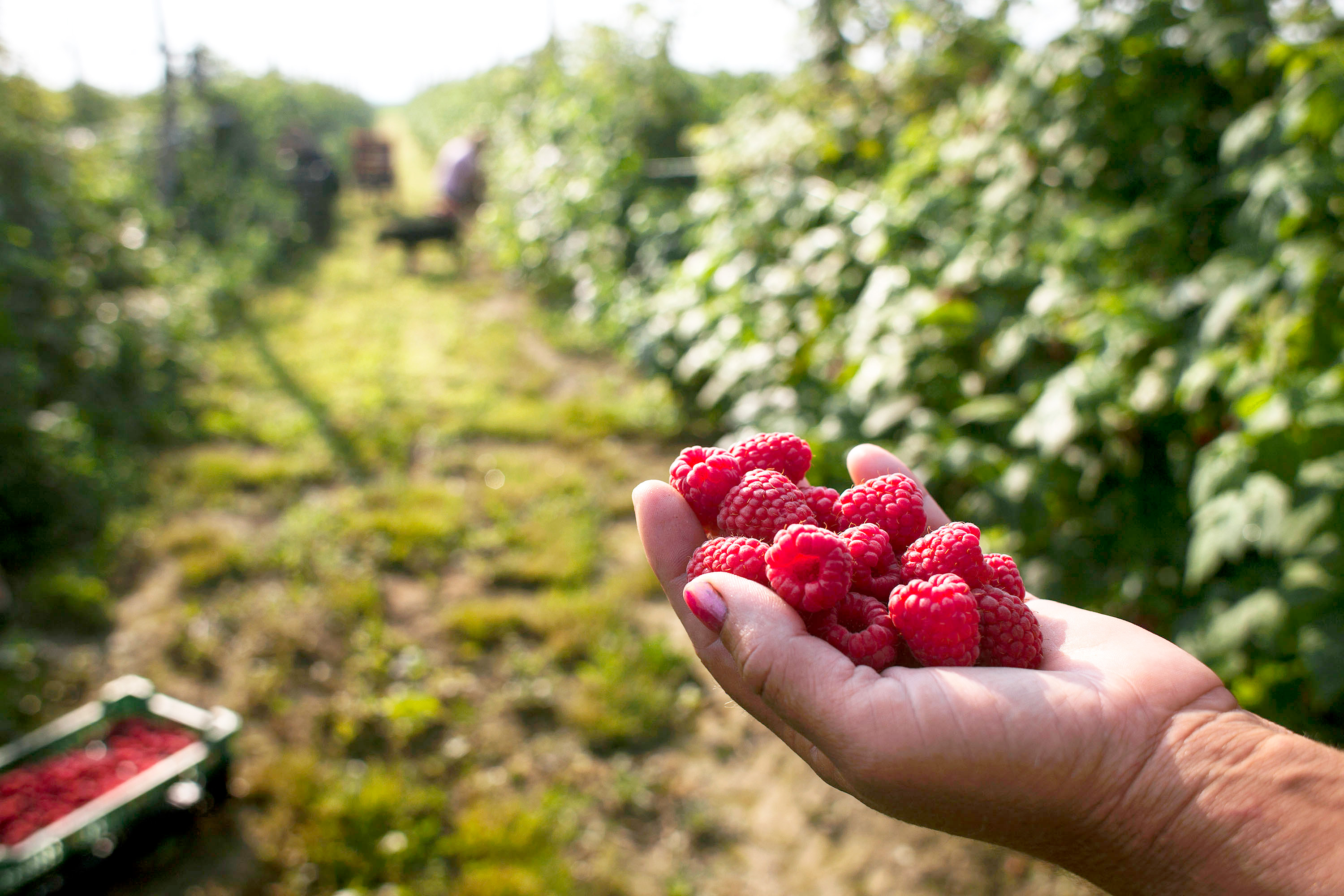 A woman's hand holds ripe raspberries against an orchard backdrop