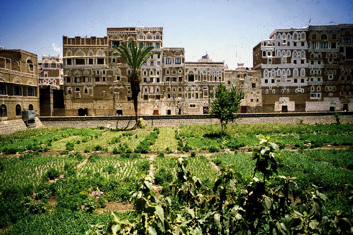 View of the gingerbread houses of Sana'a, Yemen across a bright-green vegetable garden